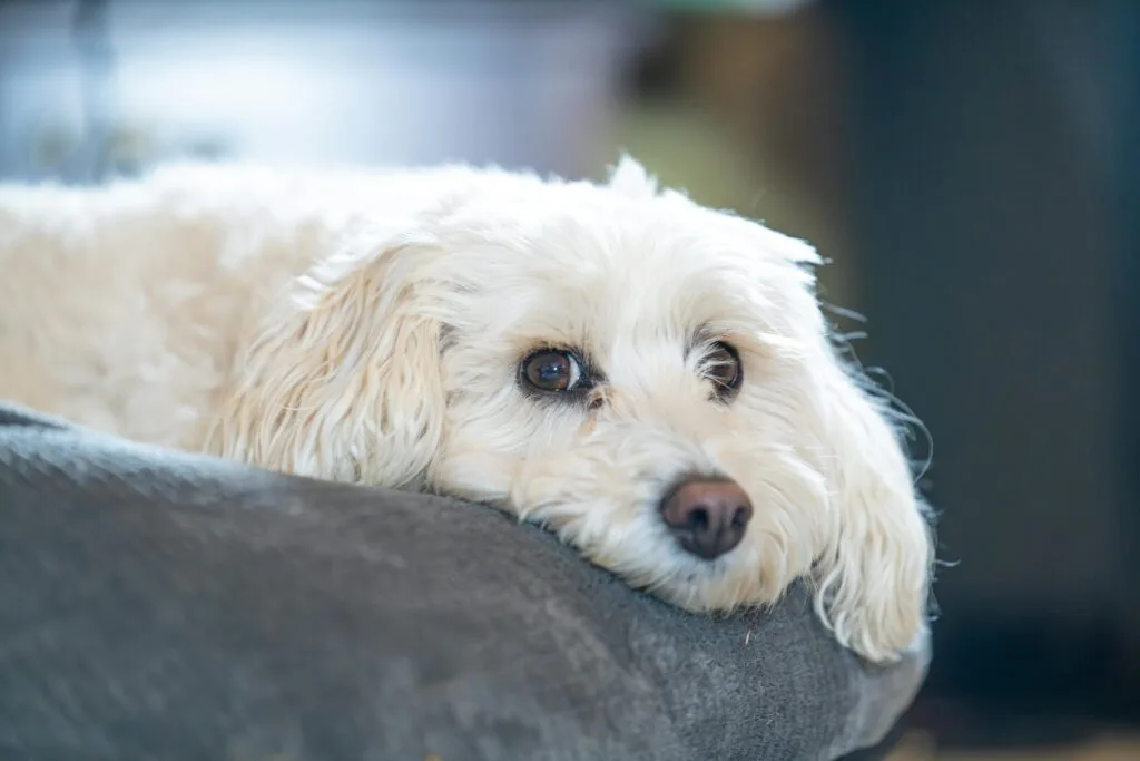 can i defend my dog with deadly force
